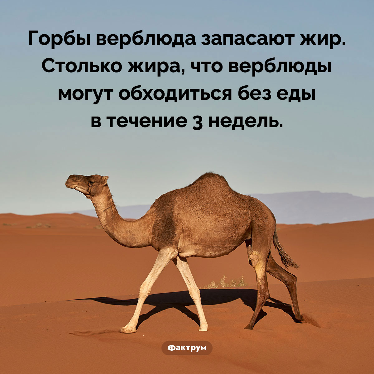 Верблюды не запасают воду в своих горбах - похожая новость на Toplenta