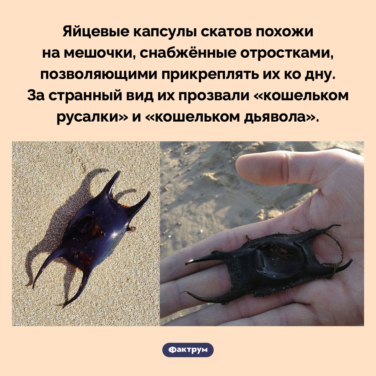 Яйцевые капсулы скатов - свежие новости на Toplenta