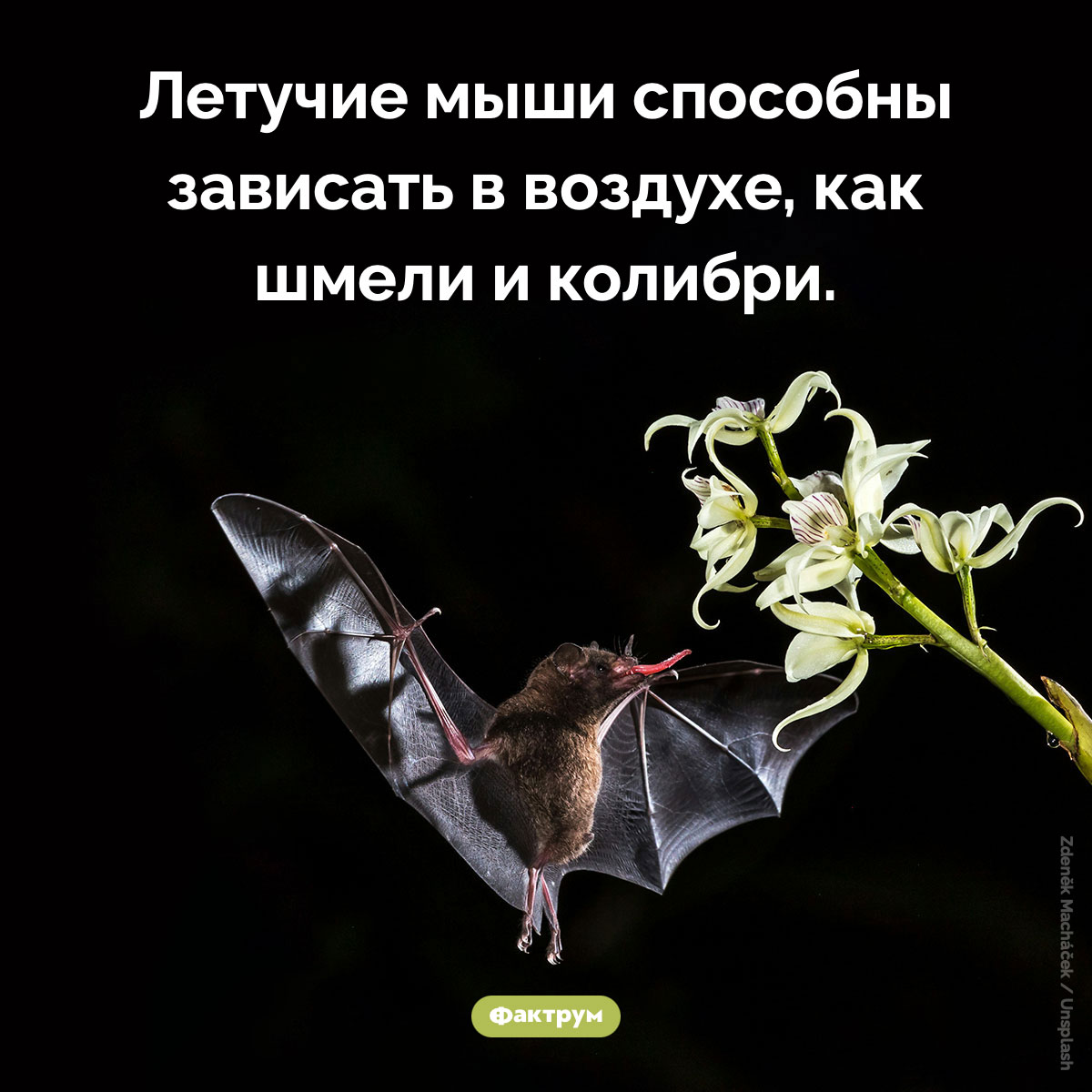 Рукокрылые способны зависать в воздухе - свежие новости на Toplenta