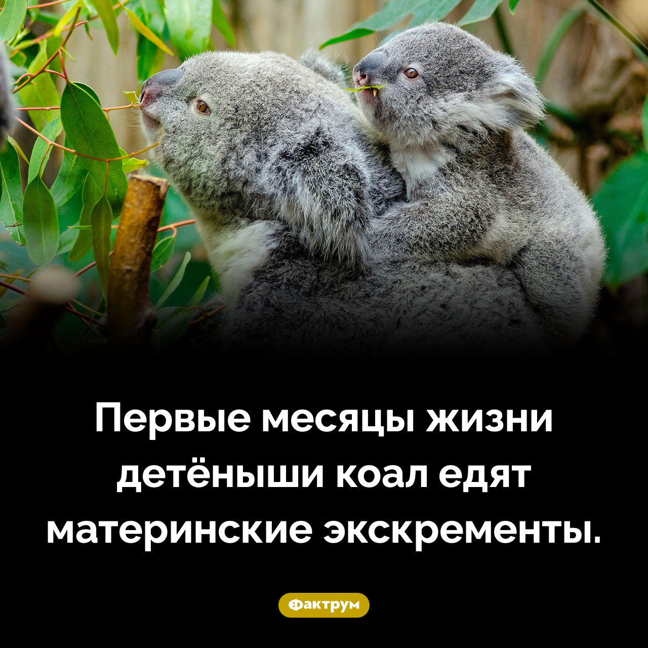 Чем питаются детёныши коал в первые месяцы жизни - свежие новости на Toplenta
