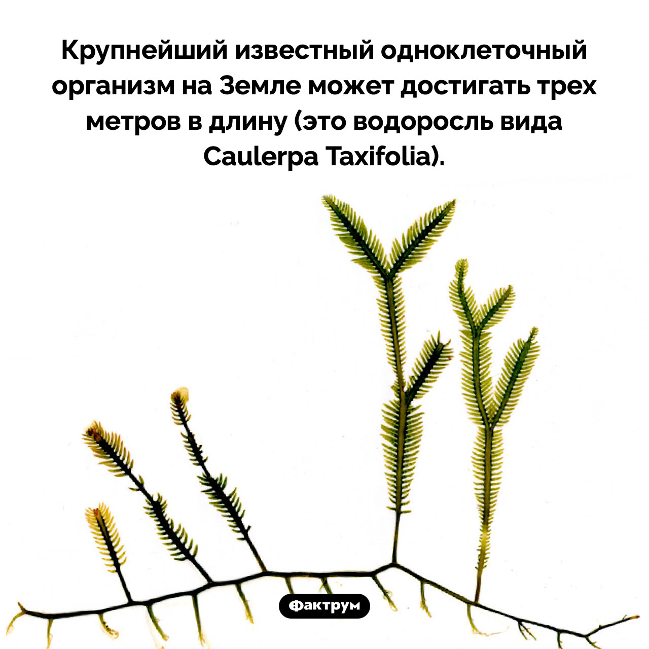 Крупнейший одноклеточный организм - свежие новости на Toplenta