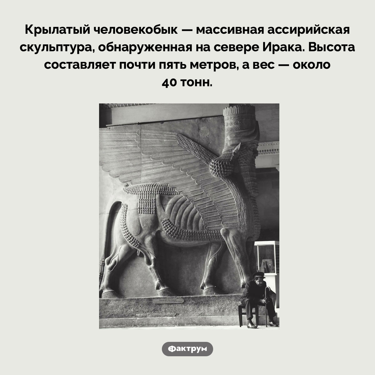 Крылатый человекобык - свежие новости на Toplenta по теме Наук