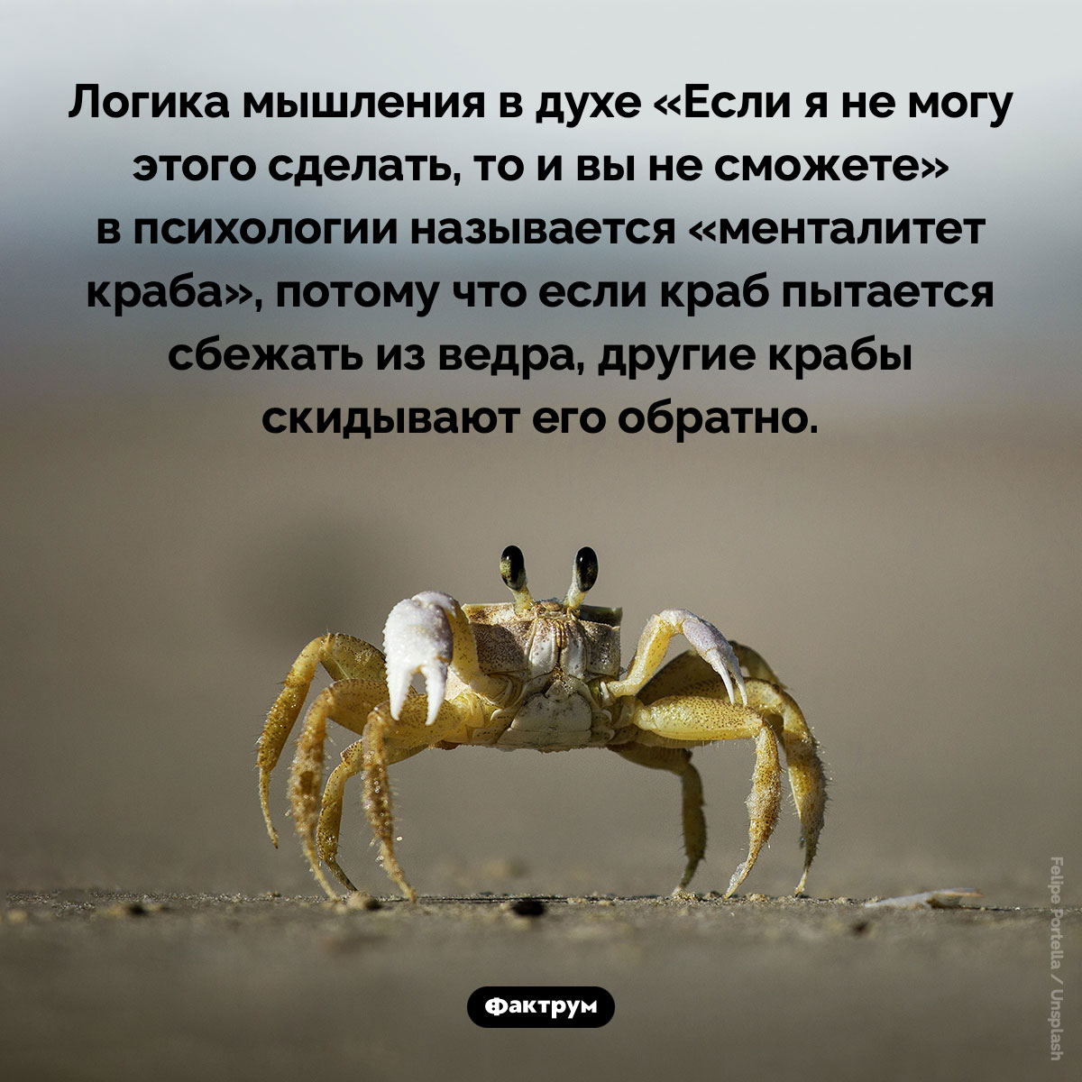 «Менталитет краба» - свежие новости на Toplenta по теме Психологи