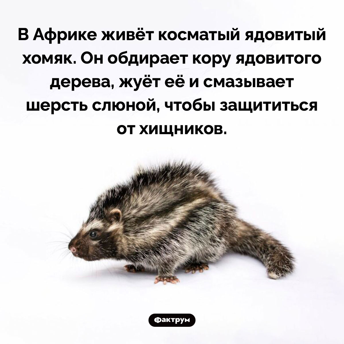 Косматый ядовитый хомяк - свежие новости на Toplenta