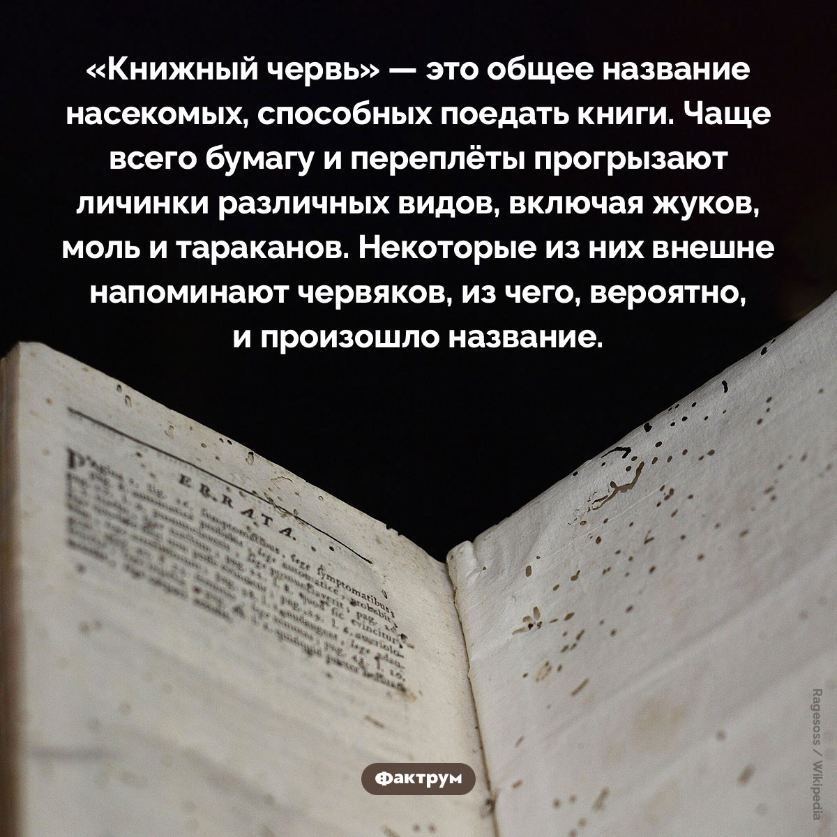 Что такое «книжный червь» - похожая новость на Toplenta
