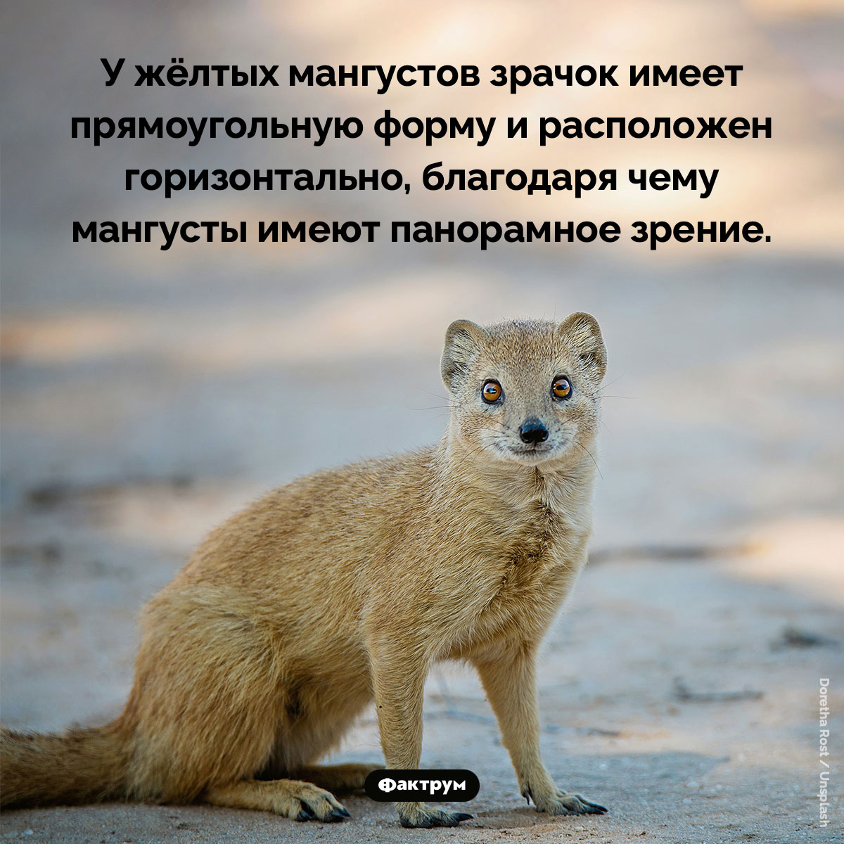 Глаза жёлтых мангустов - свежие новости на Toplenta