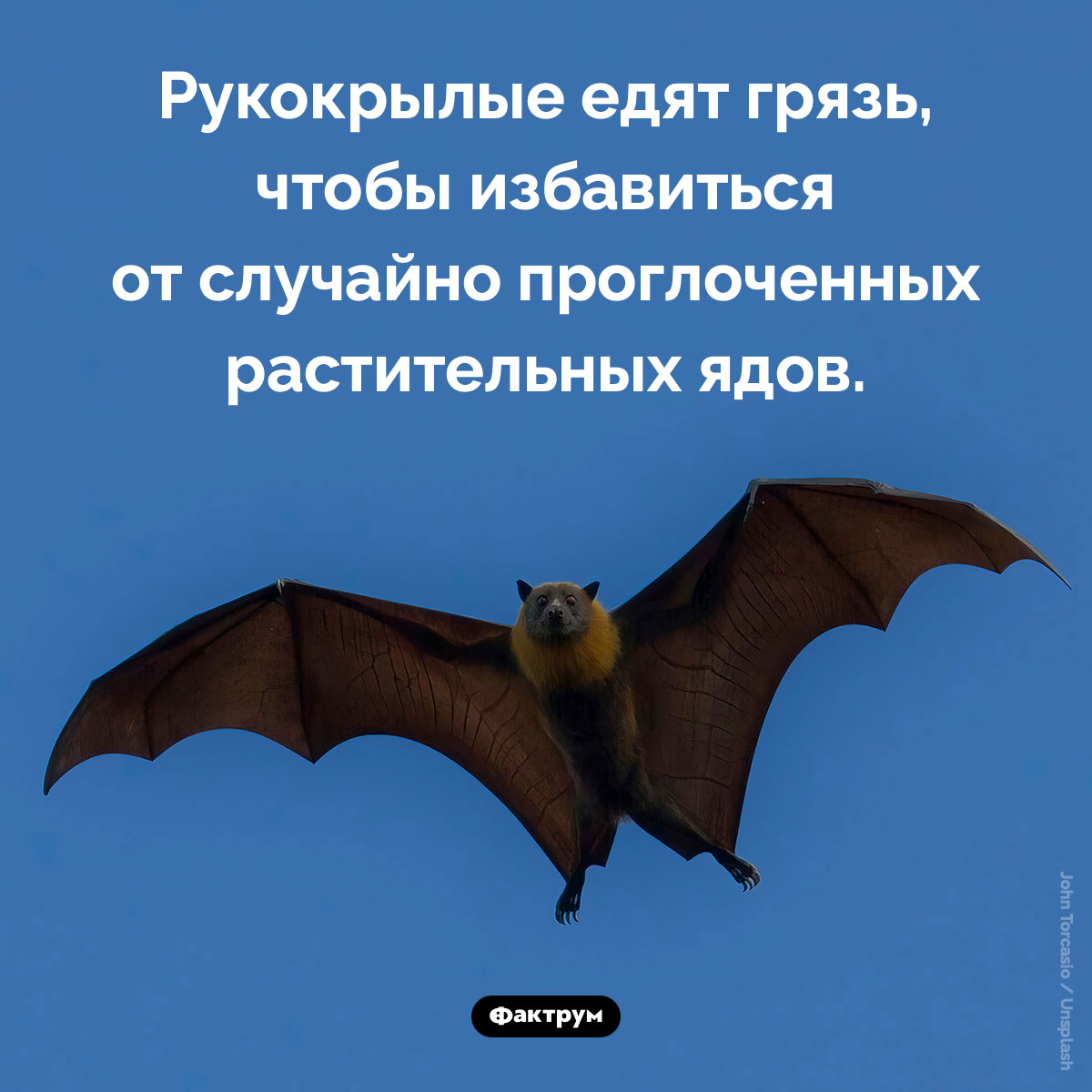 Зачем летучие мыши едят грязь - свежие новости на Toplenta