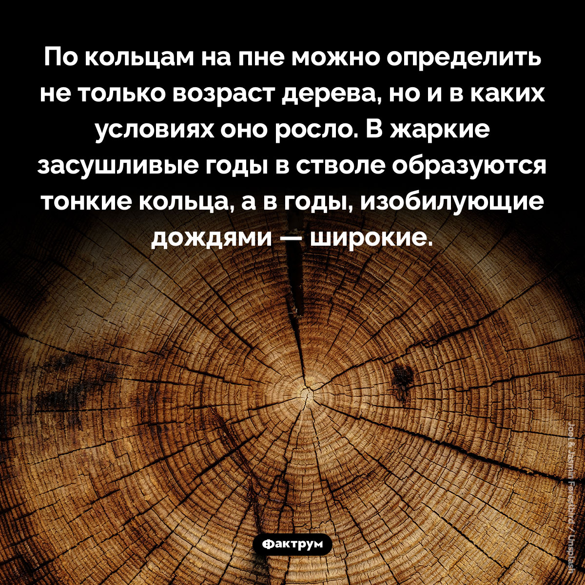 По кольцам на пне можно определить в каких условиях дерево росло - свежие новости на Toplenta по теме Факты в картинках