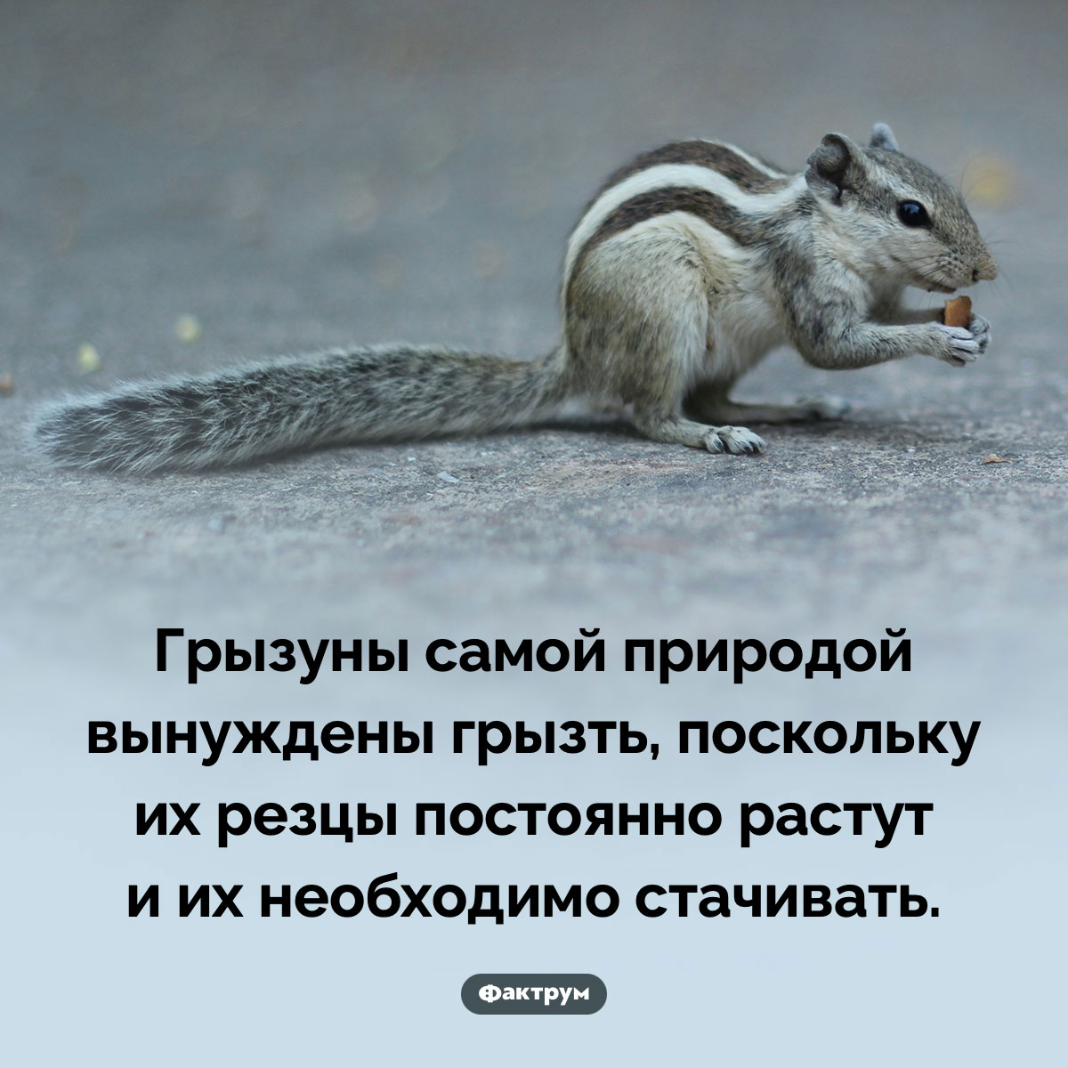 Грызуны вынуждены грызть - свежие новости на Toplenta по теме Факты в картинках