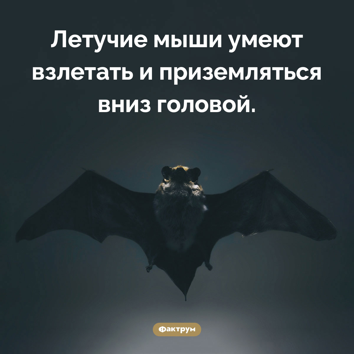 Интересная способность летучих мышей - свежие новости на Toplenta по теме Рукокрылые