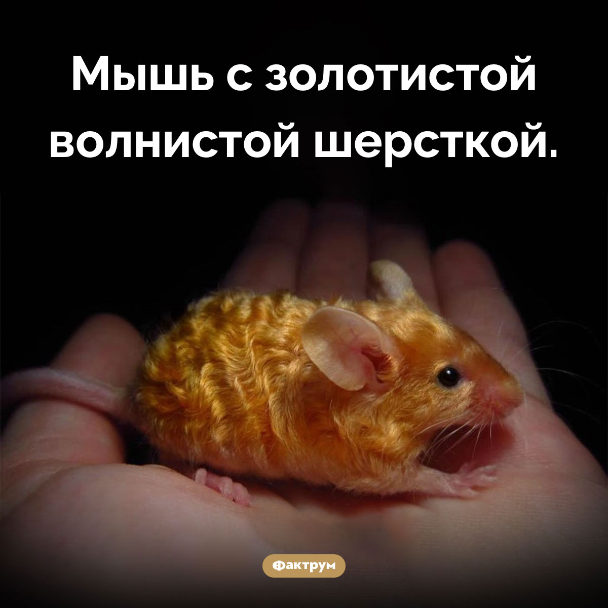 Золотая волнистая мышь - свежие новости на Toplenta