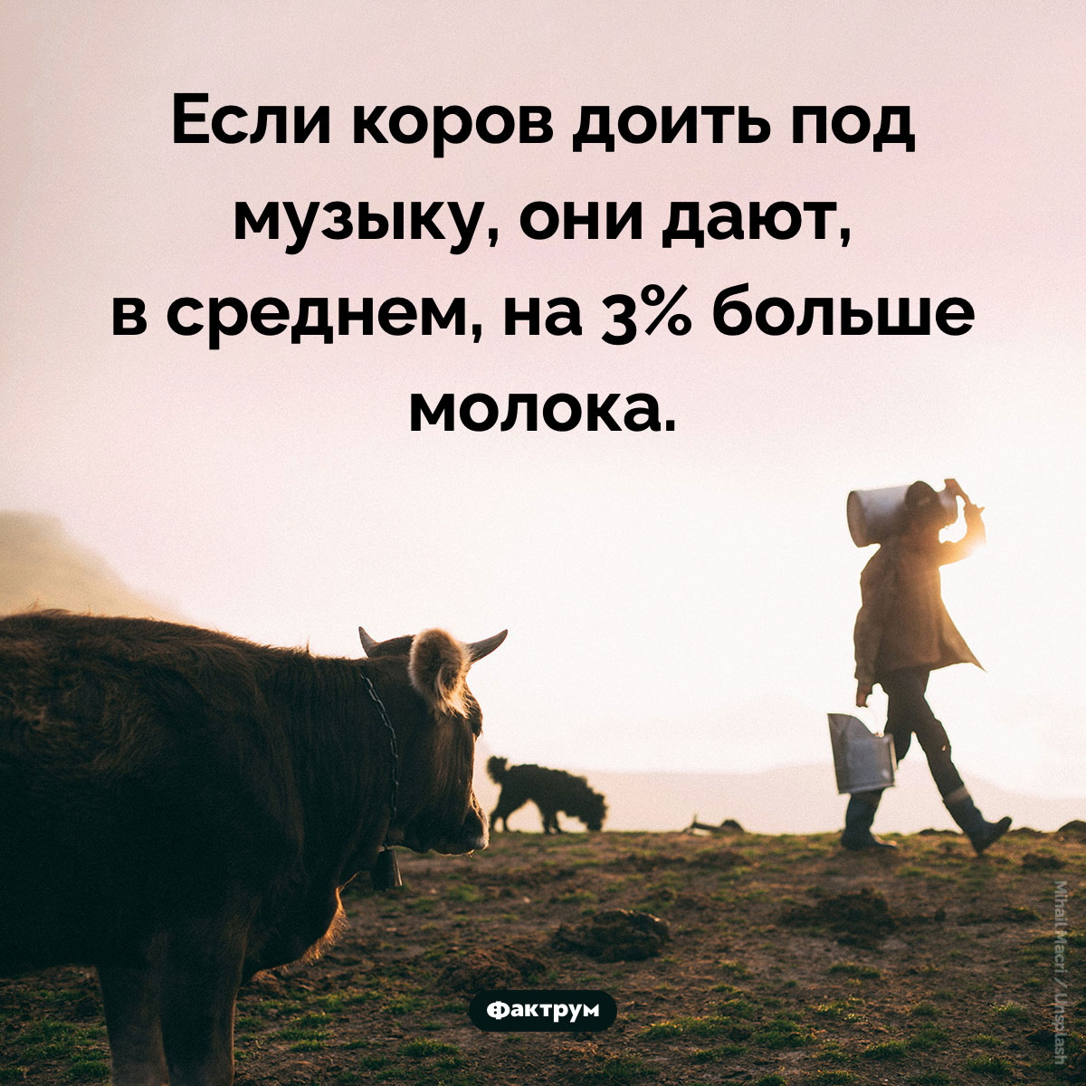 Коровы любят музыку - свежие новости на Toplenta по теме Факты в картинках