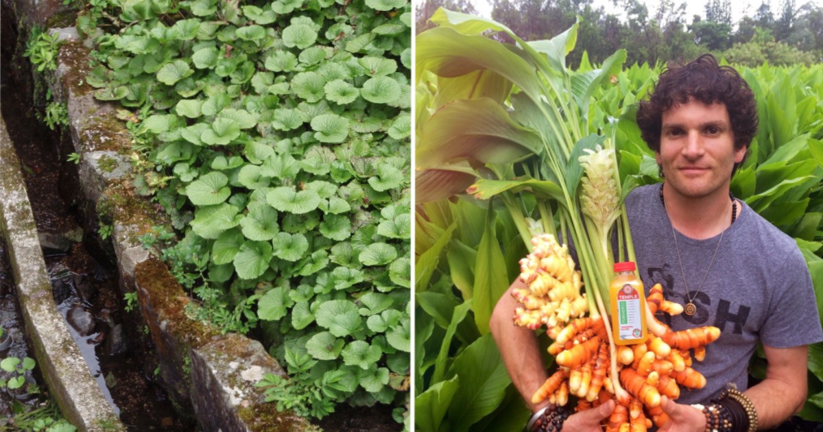 А вы и не знали: 10 фото, демонстрирующих, как растут известные продукты - свежие новости на Toplenta