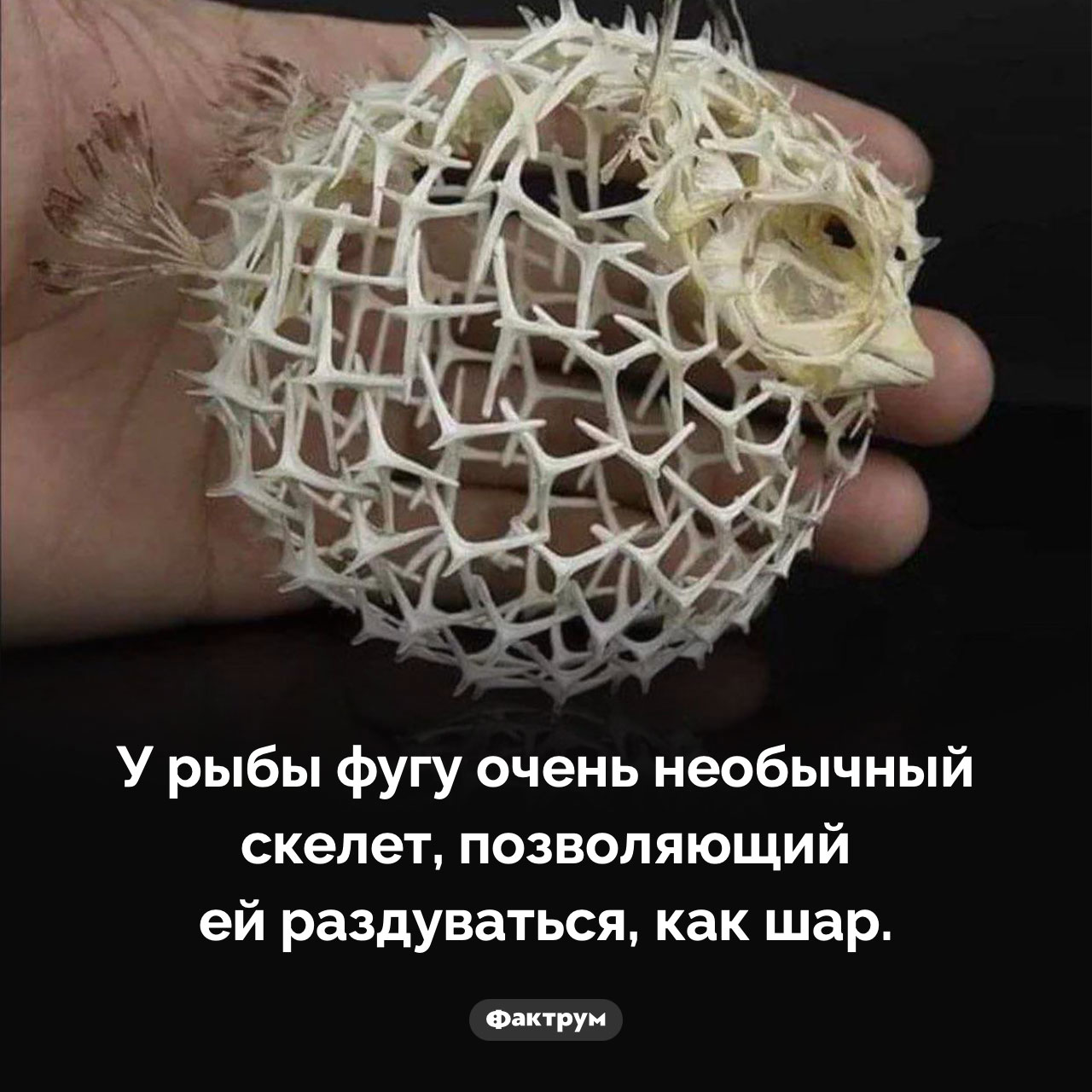 Скелет рыбы фугу - похожая новость на Toplenta