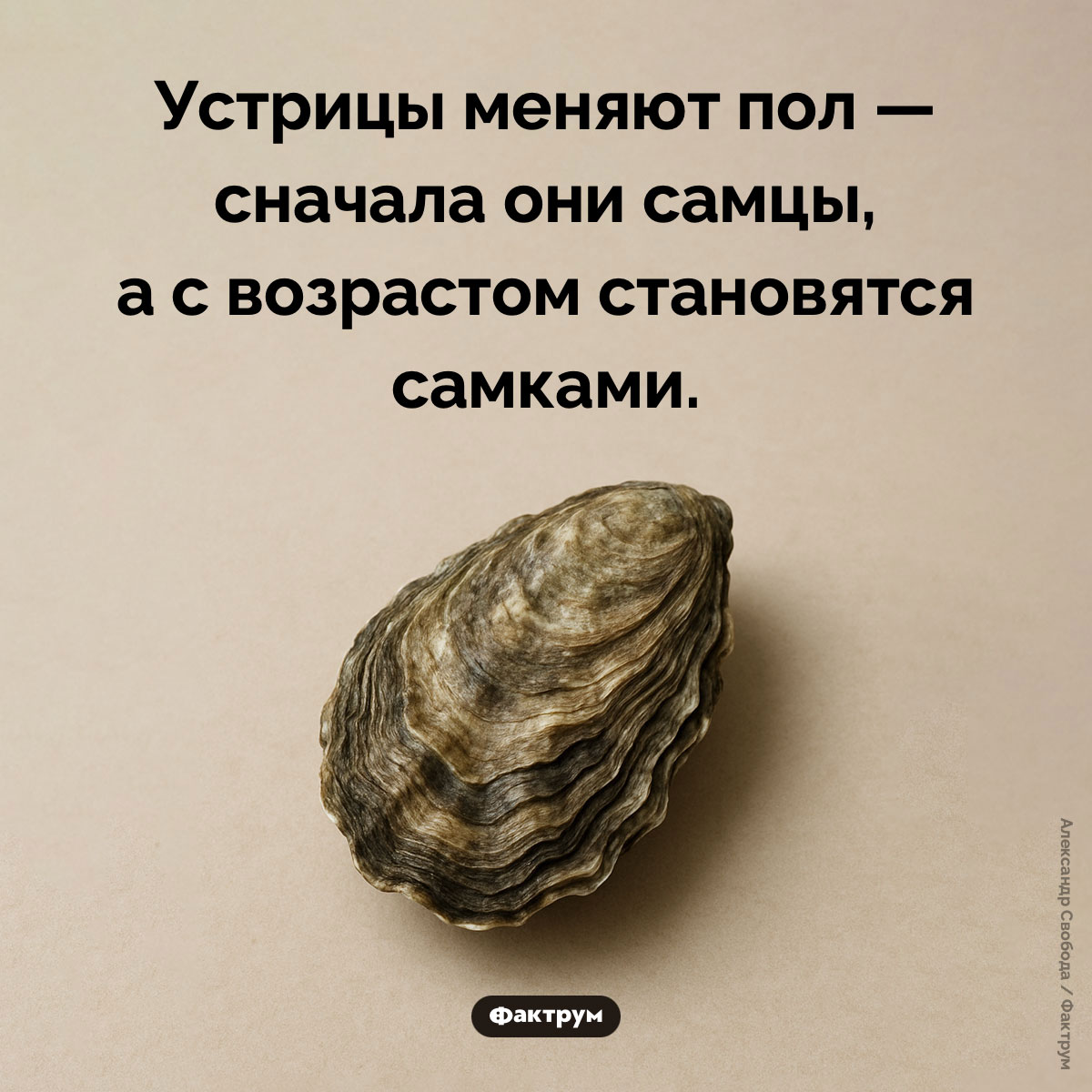 Устрицы меняют пол - свежие новости на Toplenta по теме Факт