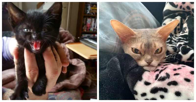 Сейчас будет кусь! 15 смешных фото сердитых кошек - похожая новость на Toplenta