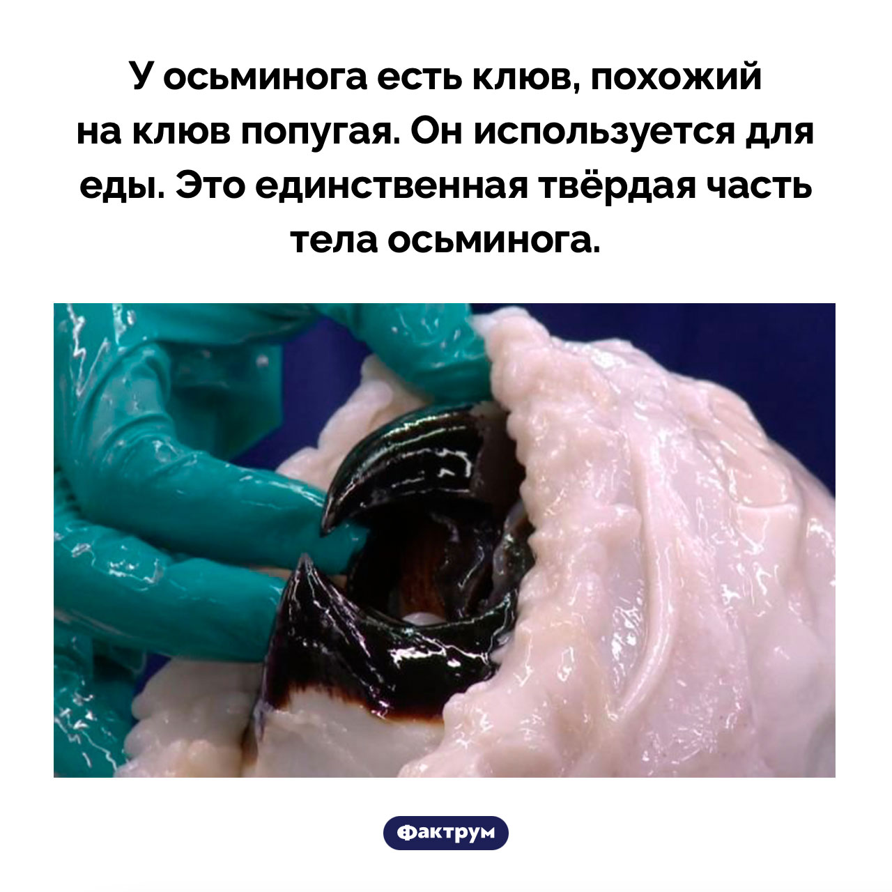 Клюв осьминога - свежие новости на Toplenta