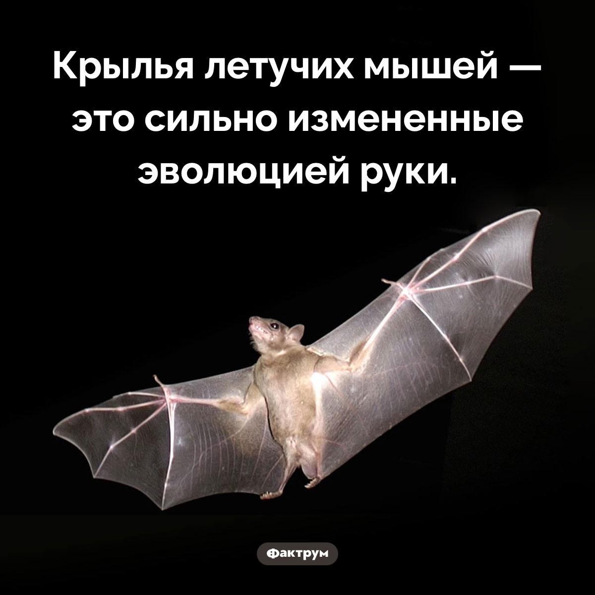 Крылья летучих мышей — это измененные руки - свежие новости на Toplenta по теме Наук