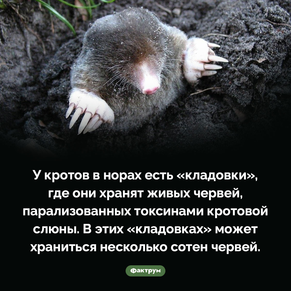 Кладовки кротов - свежие новости на Toplenta по теме 30.10.2022