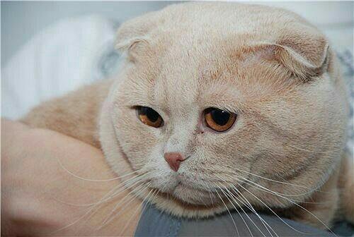 "Феликс" для Моисея - свежие новости на Toplenta по теме Сос