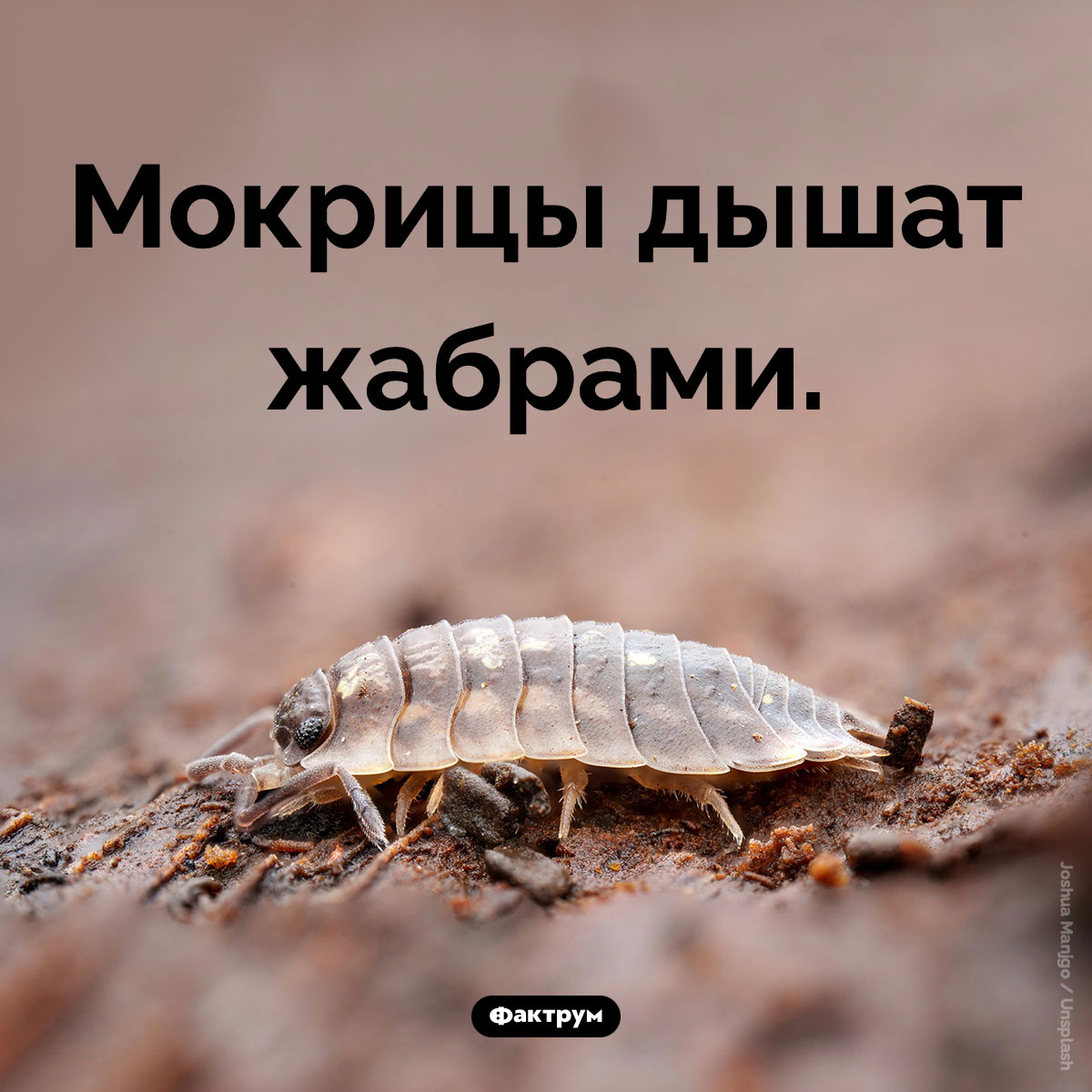 Чем дышат мокрицы - свежие новости на Toplenta по теме Факты в картинках