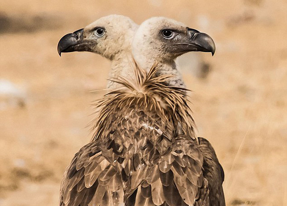 Фотографы случайно делают из диких животных мутантов - свежие новости на Toplenta по теме движение