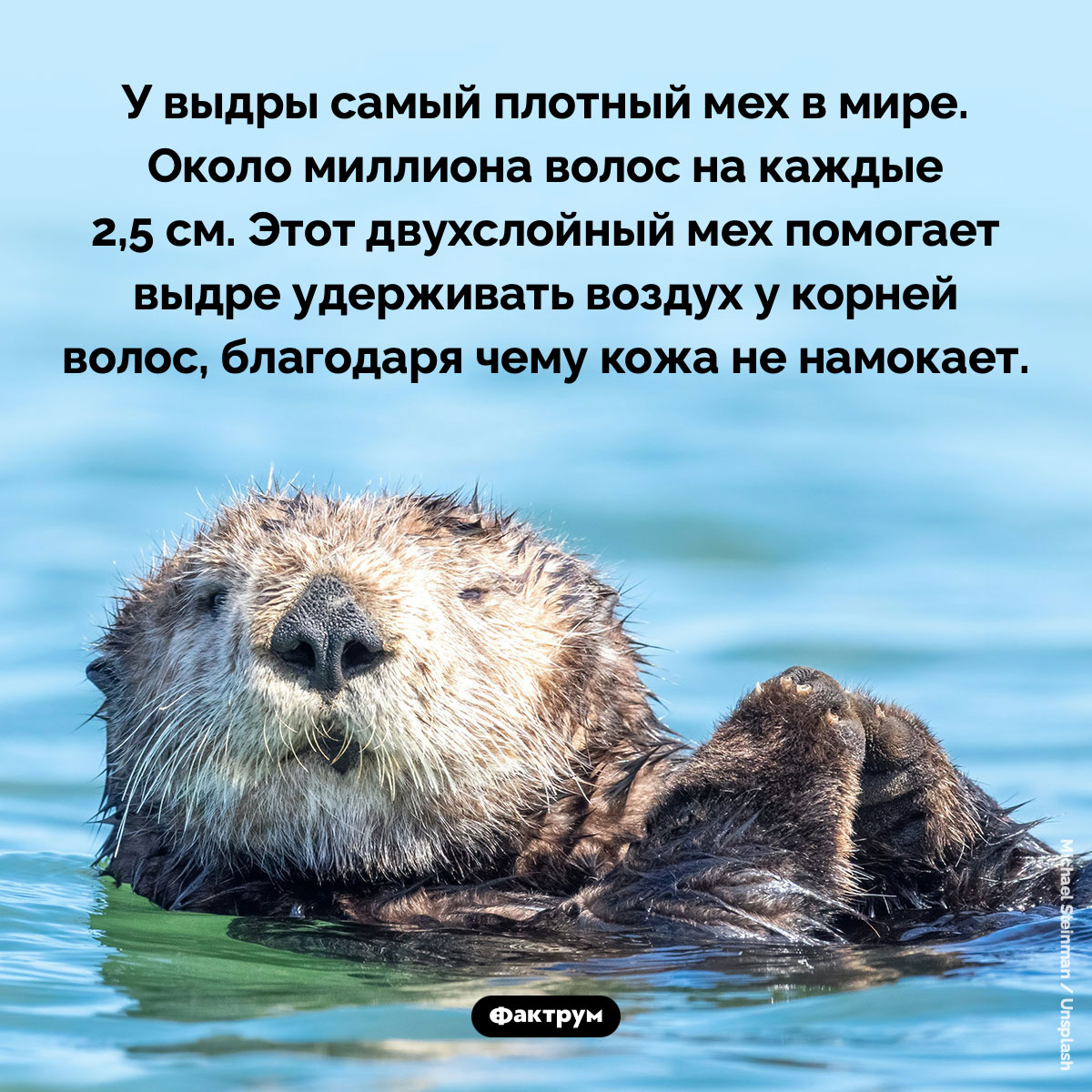 У выдры самый плотный мех в мире - свежие новости на Toplenta по теме Факты в картинках