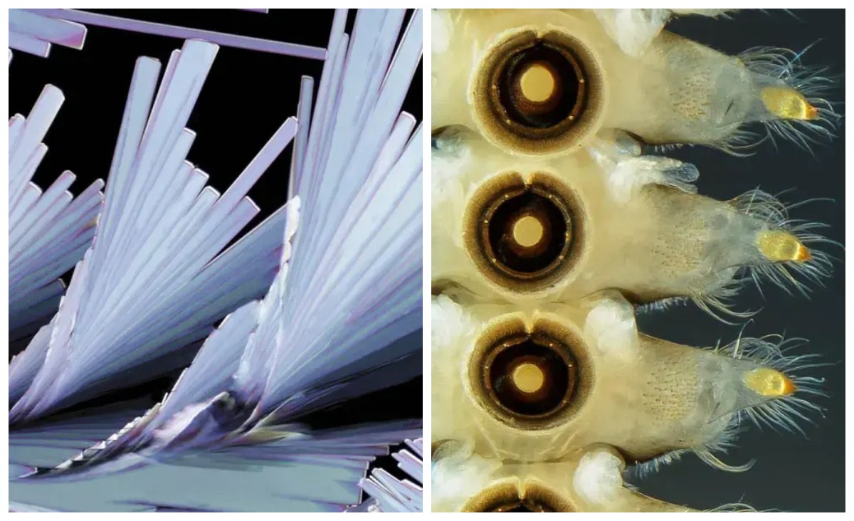 32 микрофотографии, которые перевернут ваше представление о мире - свежие новости на Toplenta по теме По
