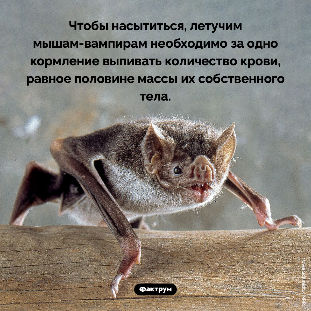 Летучие мыши-вампиры много пьют - свежие новости на Toplenta по теме Рукокрылые