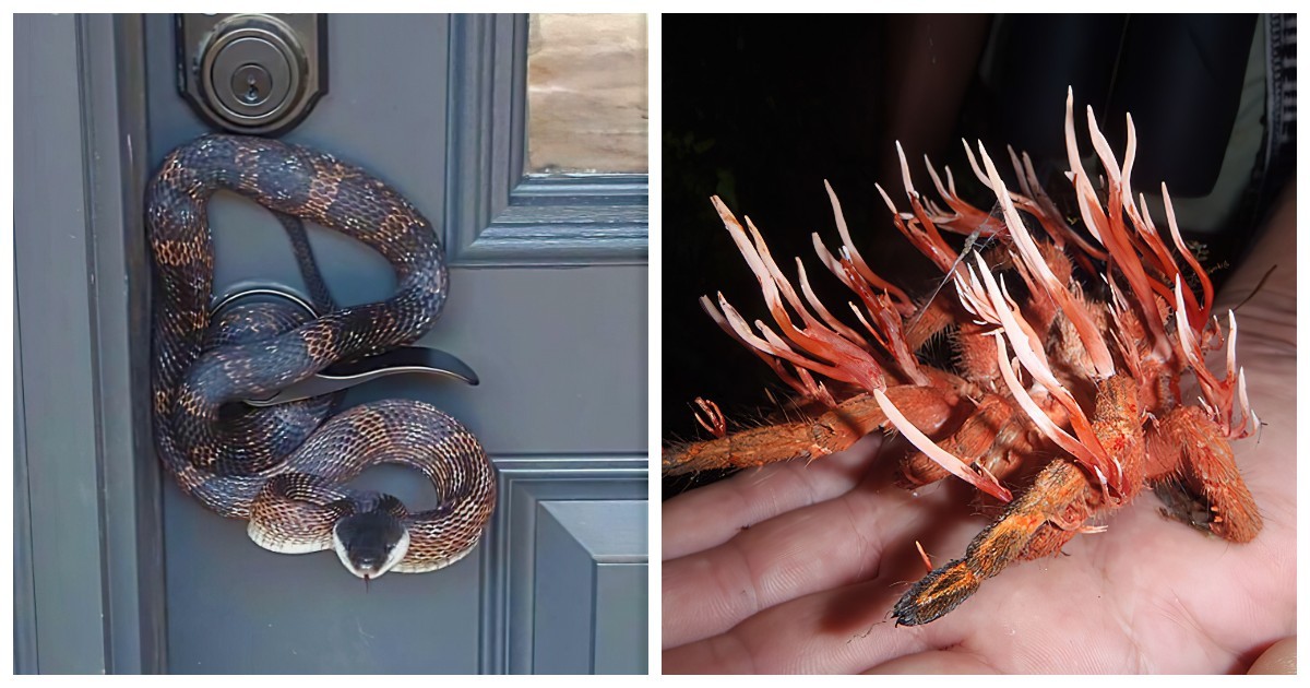 Ужасы Матушки-природы: 35 фото, которые заставят вас затаить дыхание от страха - свежие новости на Toplenta по теме МИР