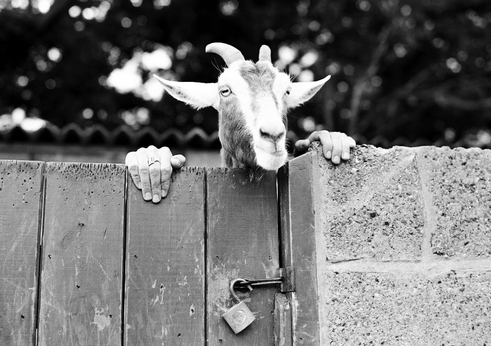 Удивительные старые фотографии XX века - свежие новости на Toplenta по теме Граф