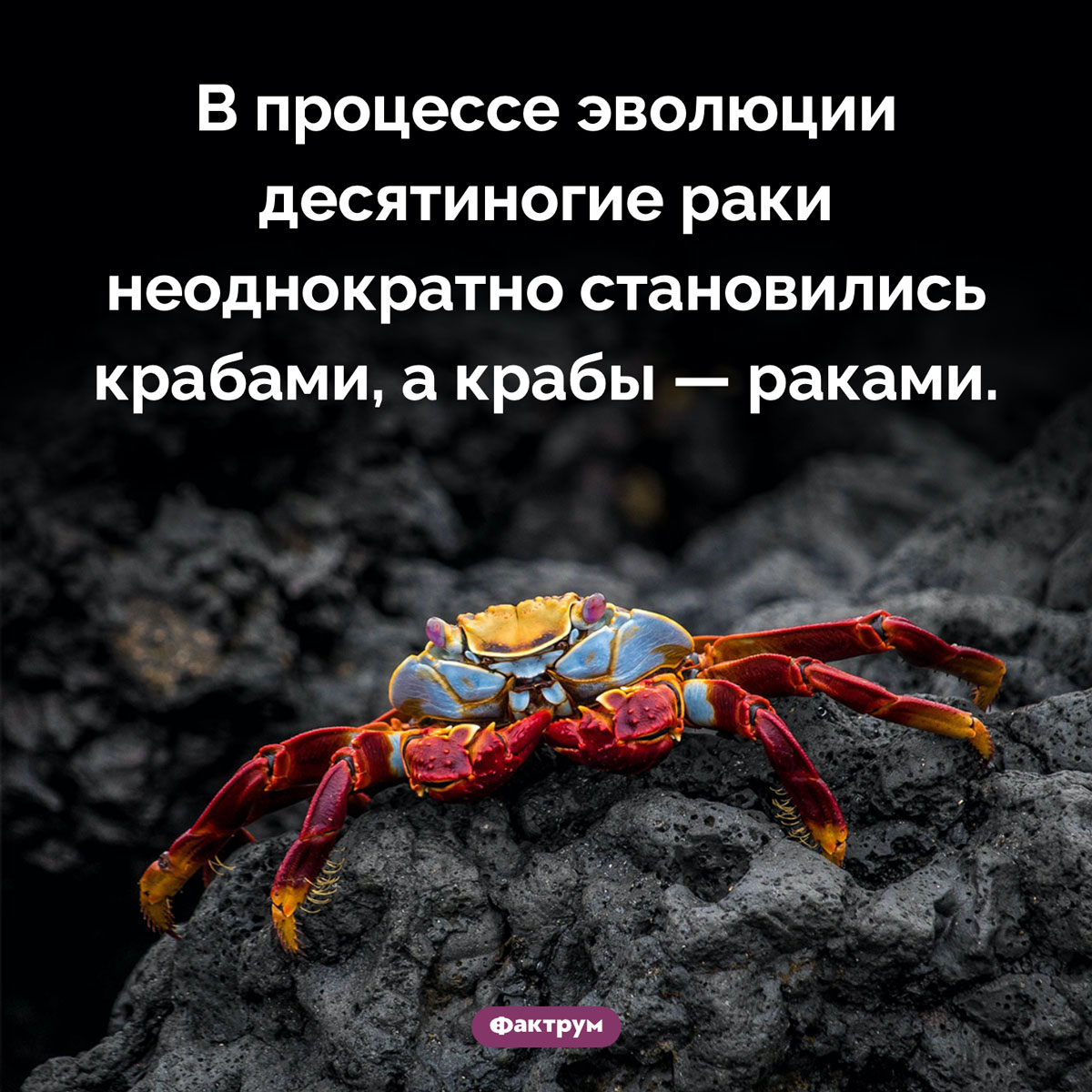 То раки, то крабы - свежие новости на Toplenta по теме Наук