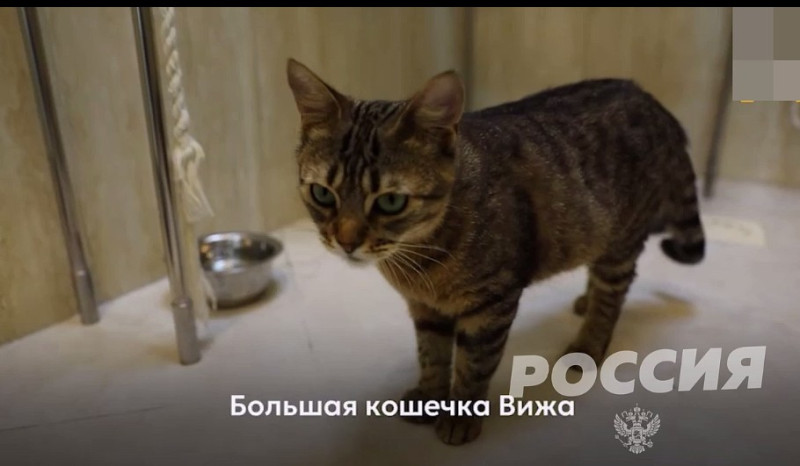 С фронта в театр Куклачёва - свежие новости на Toplenta по теме коты