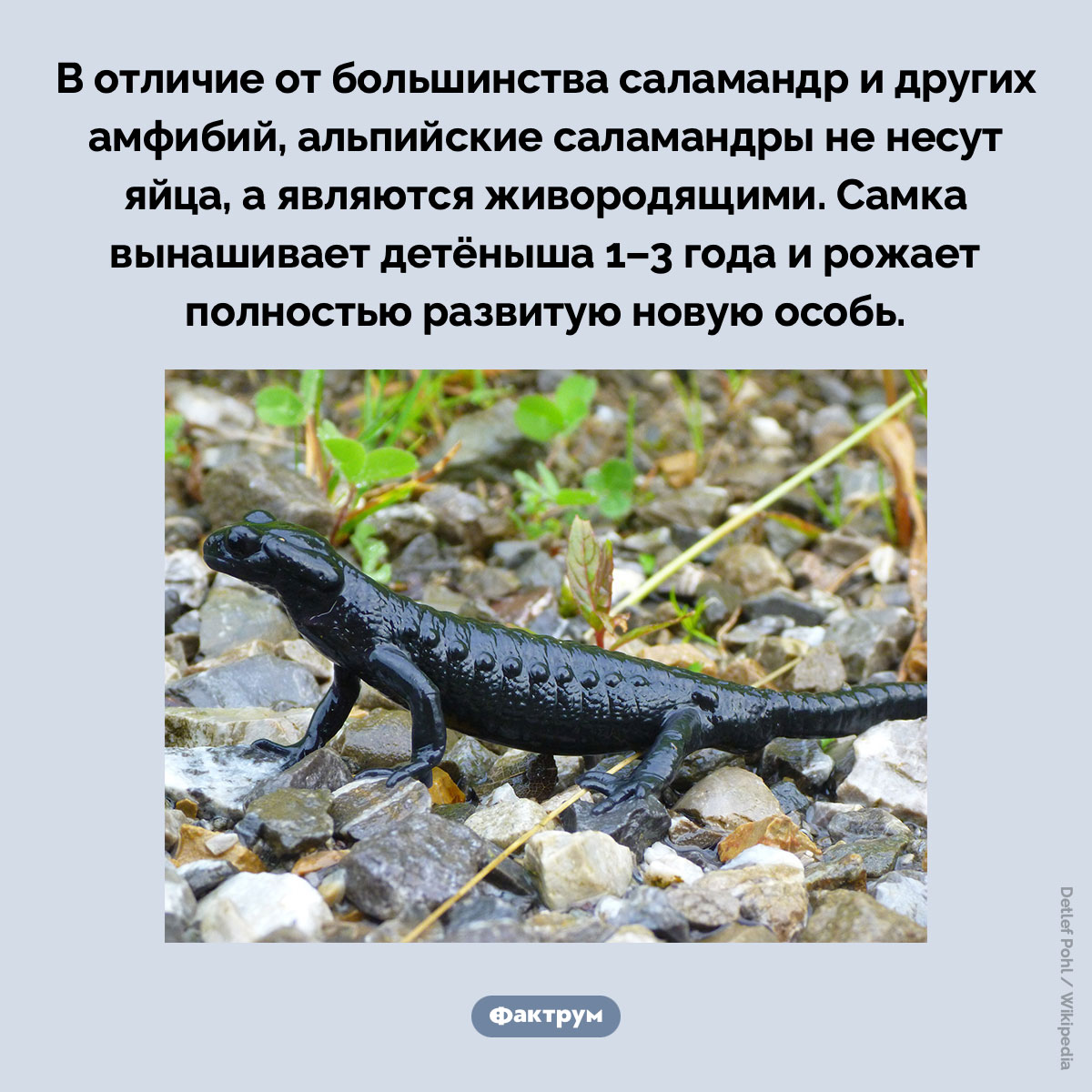 Альпийская саламандра вынашивает детёнышей три года - свежие новости на Toplenta по теме Факты в картинках