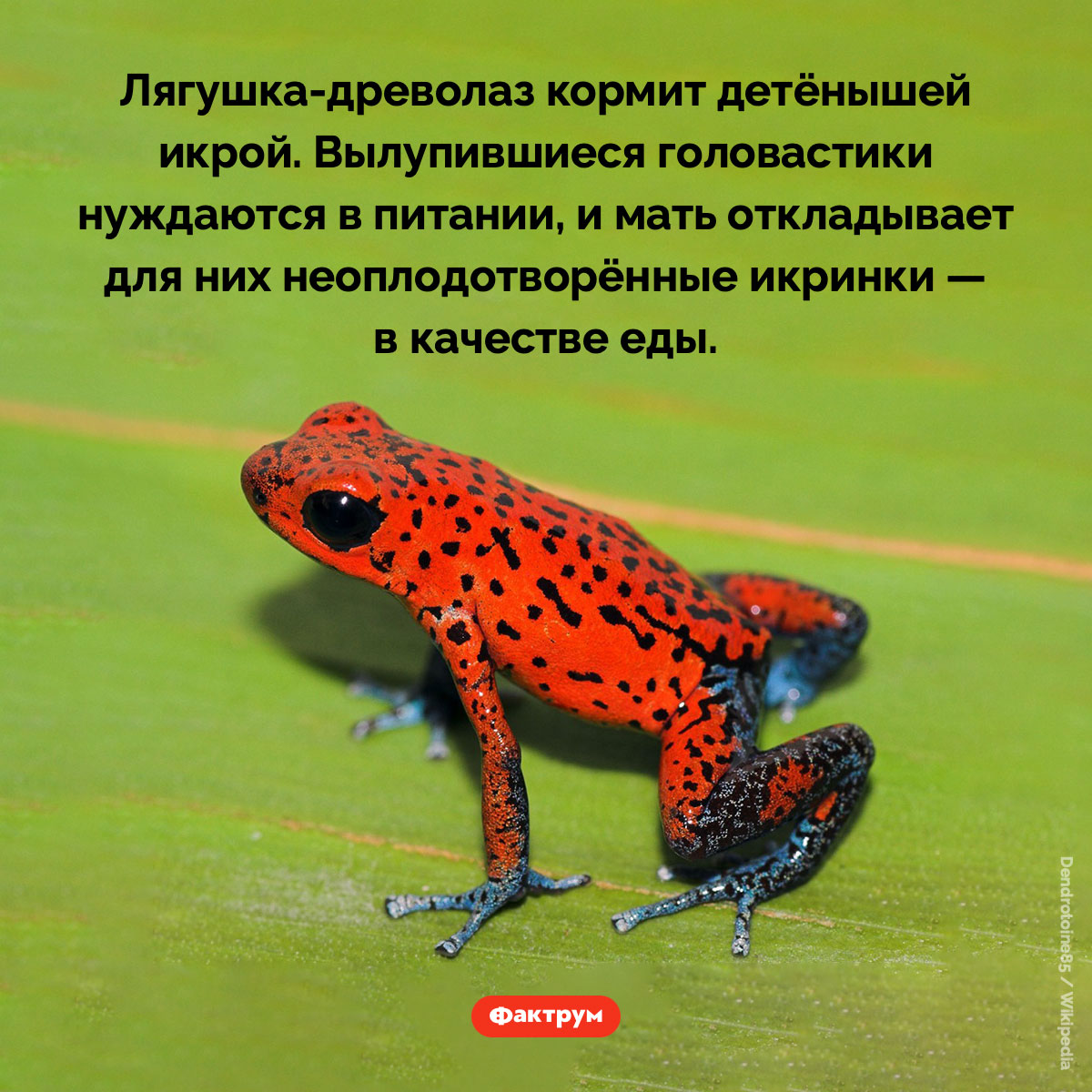 Лягушка-древолаз кормит детёнышей икрой - свежие новости на Toplenta по теме 03.08.2025