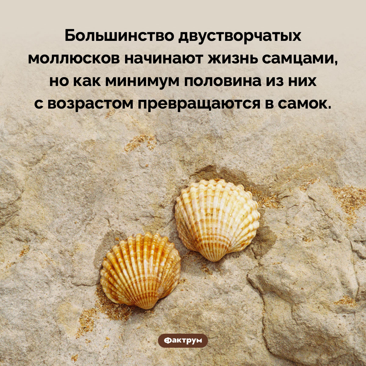 Непостоянные моллюски - свежие новости на Toplenta по теме Факт