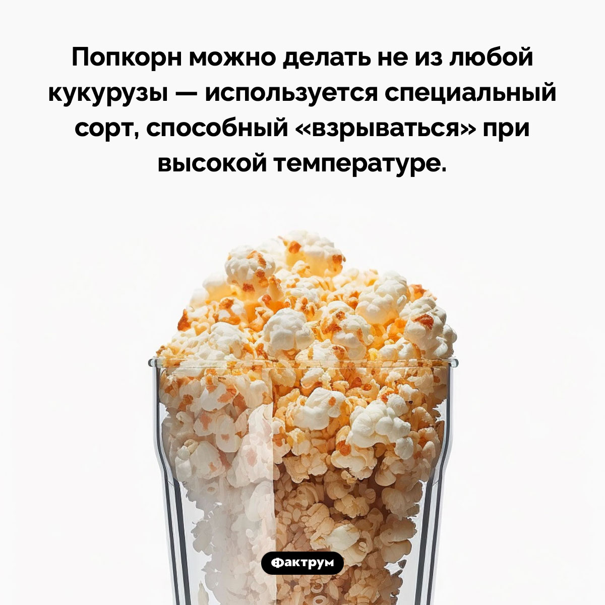 Попкорн делается не из любой кукурузы - свежие новости на Toplenta по теме Факты в картинках