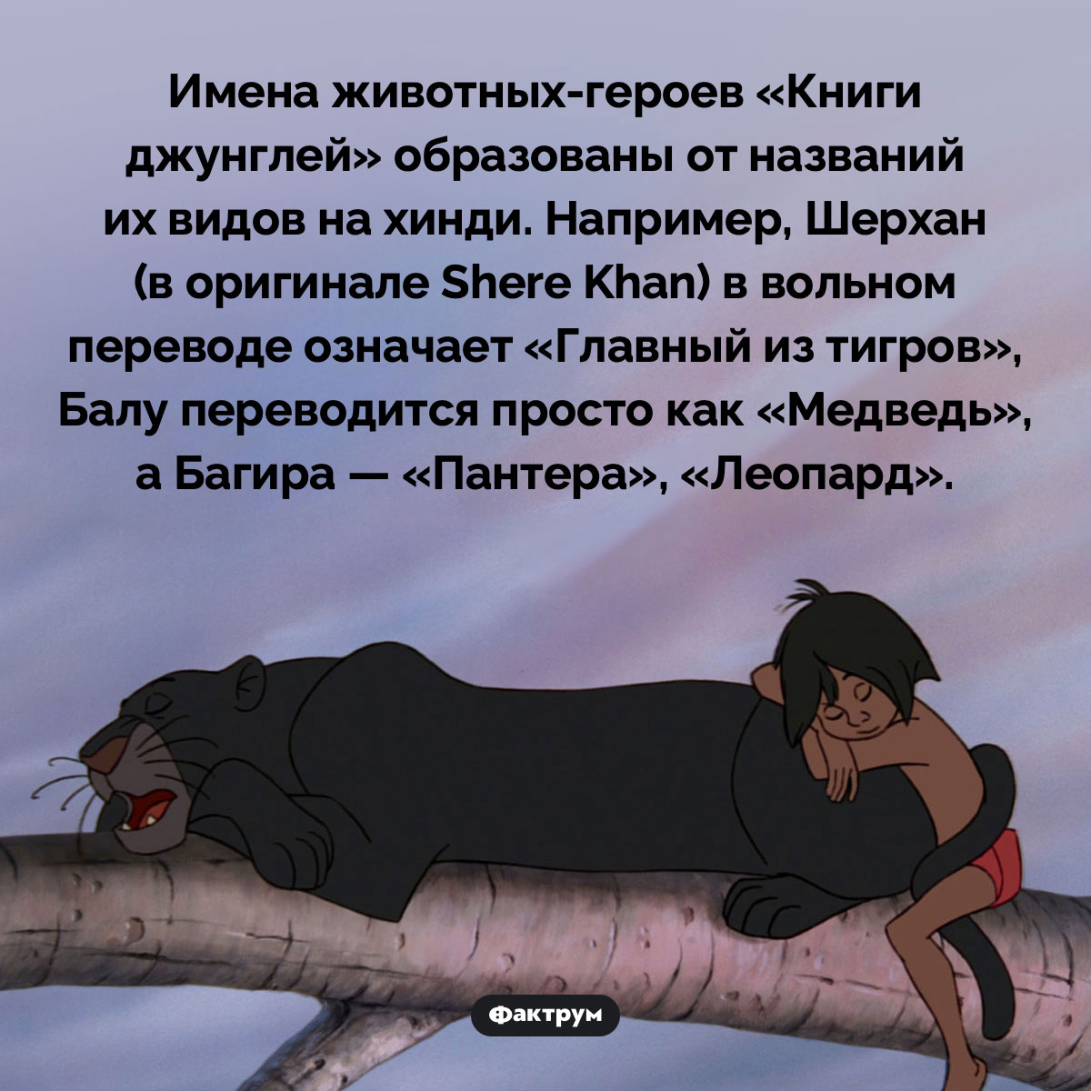 Имена животных из «Книги джунглей» — это просто названия их видов на хинди - свежие новости на Toplenta по теме названия