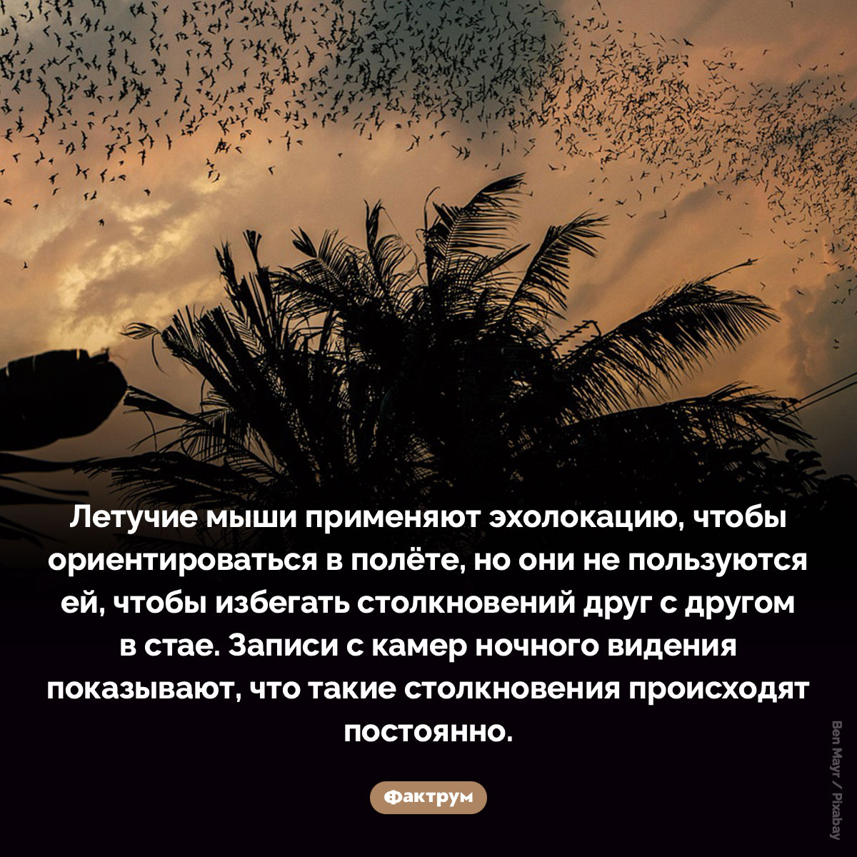Летучие мыши в полёте сталкиваются друг с другом - свежие новости на Toplenta по теме Рукокрылые