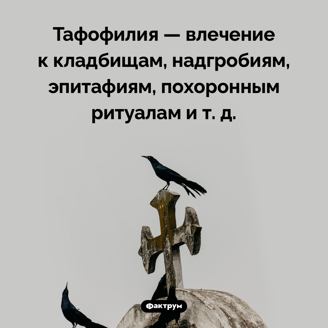 Что такое «тафофилия» - свежие новости на Toplenta по теме Факт