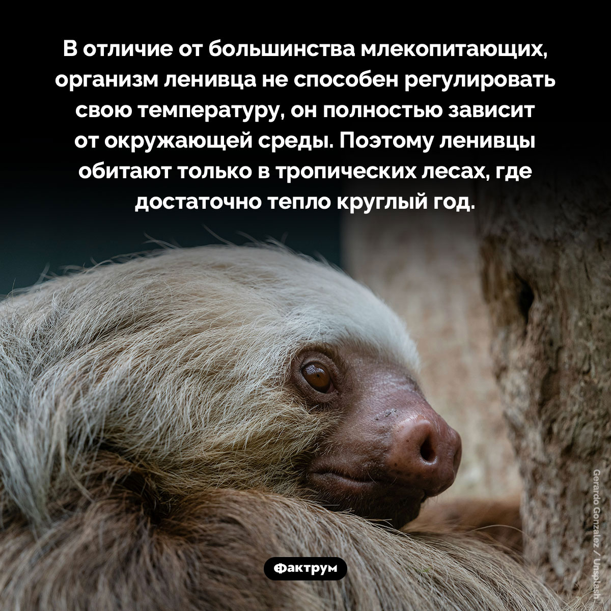 Ленивцы не могут регулировать температуру тела - свежие новости на Toplenta по теме Факты в картинках