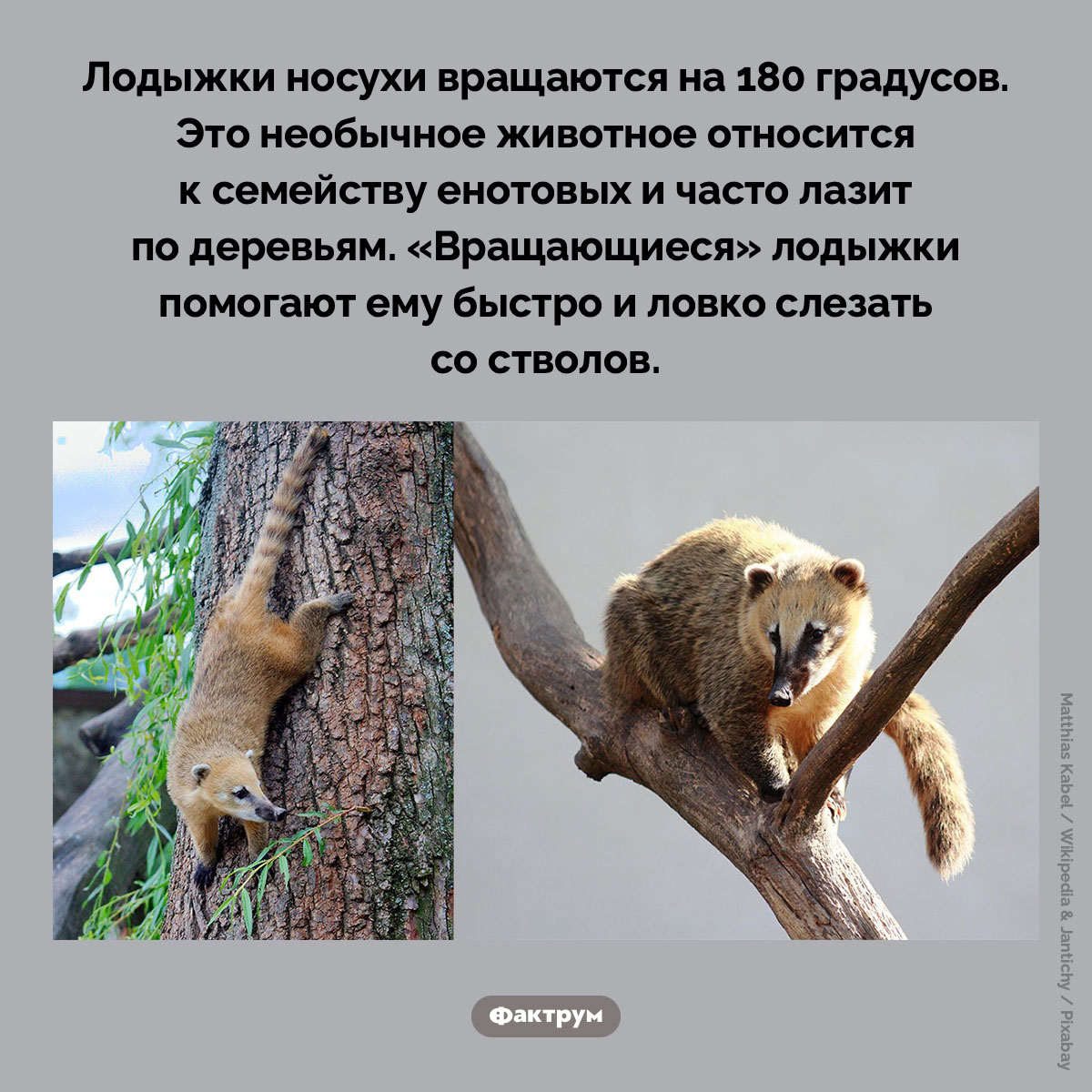 Лодыжки носухи - свежие новости на Toplenta по теме Факты в картинках