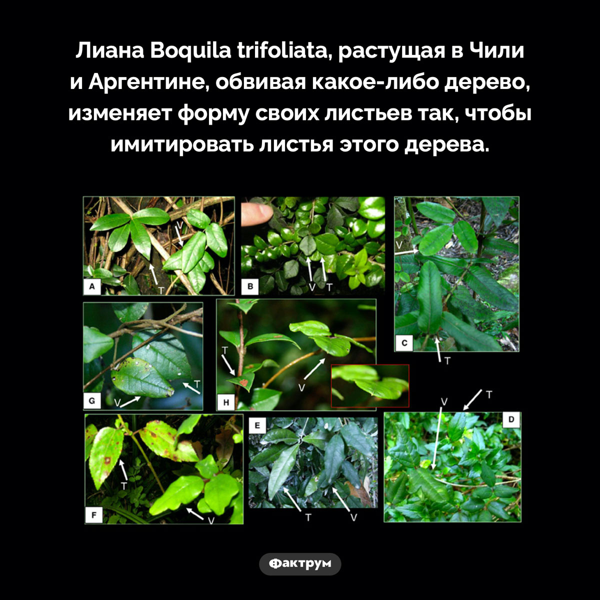 Лиана-притворщица - свежие новости на Toplenta по теме чили
