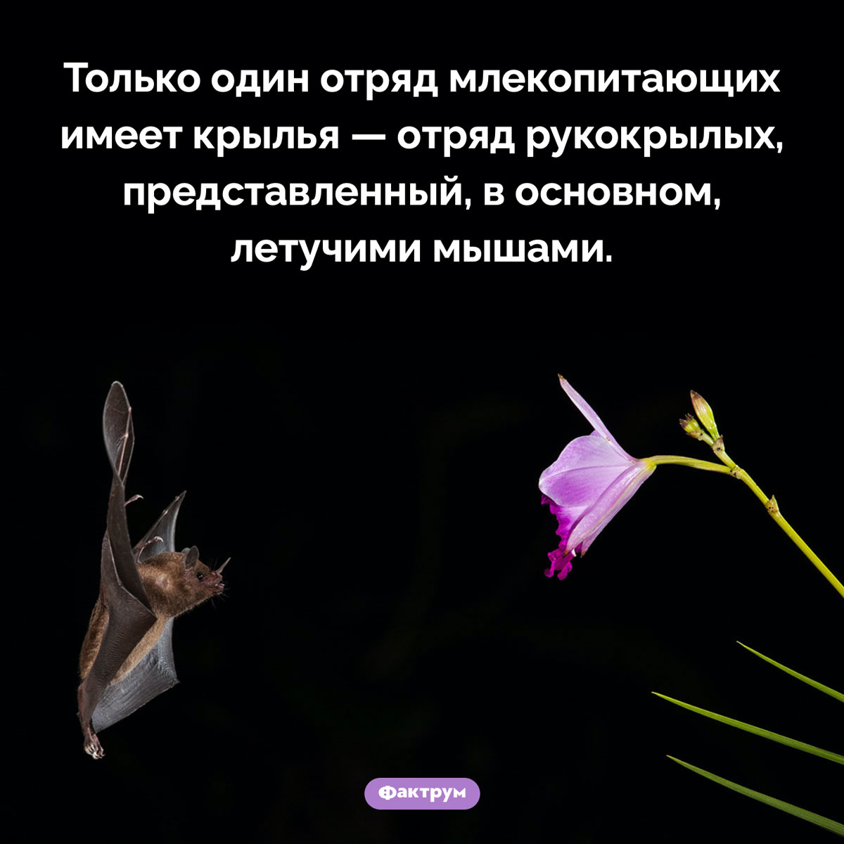 Млекопитающие с крыльями - свежие новости на Toplenta по теме Рукокрылые