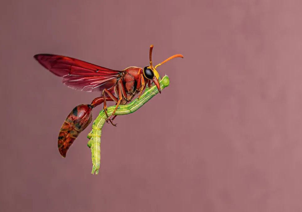 Лучшие снимки в конкурса Wildlife Photographer of the Year 2025 - свежие новости на Toplenta