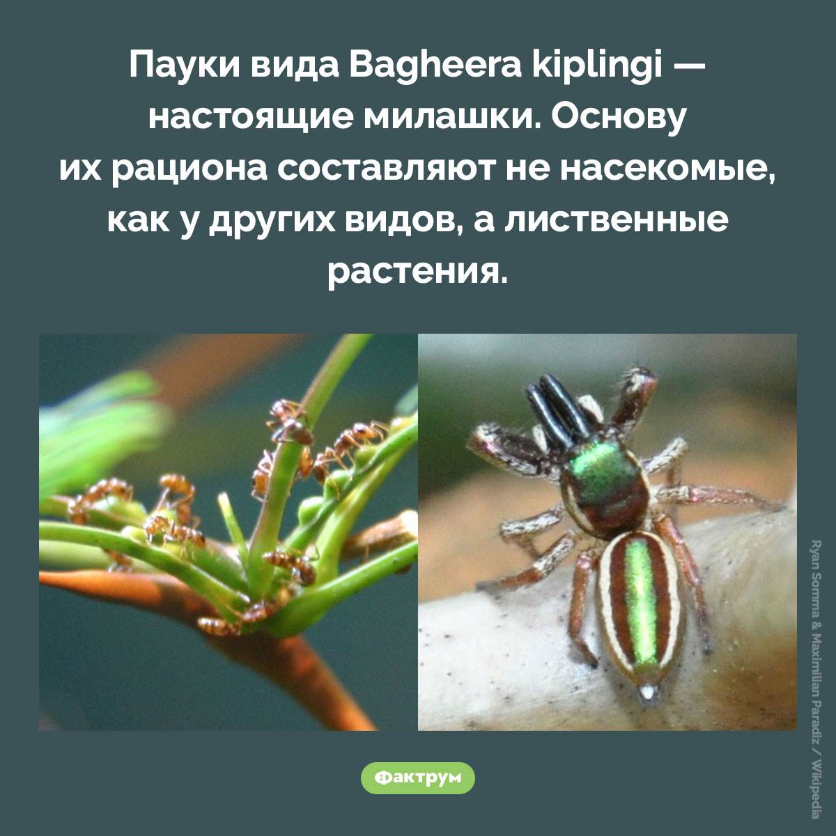 В Центральной Америке живут пауки-вегетарианцы - свежие новости на Toplenta по теме Факты в картинках