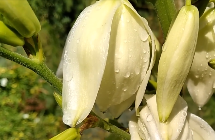 Фестиваль цветов «Уже не лето» собрал рекордное число участников в Нальчике - свежие новости на Toplenta по теме бард