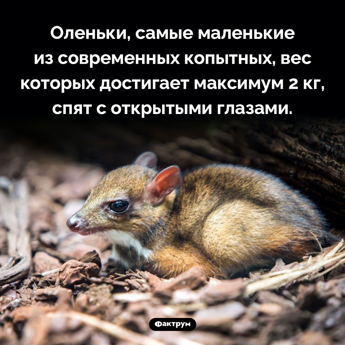 Кто спит с открытыми глазами - свежие новости на Toplenta по теме Факты в картинках