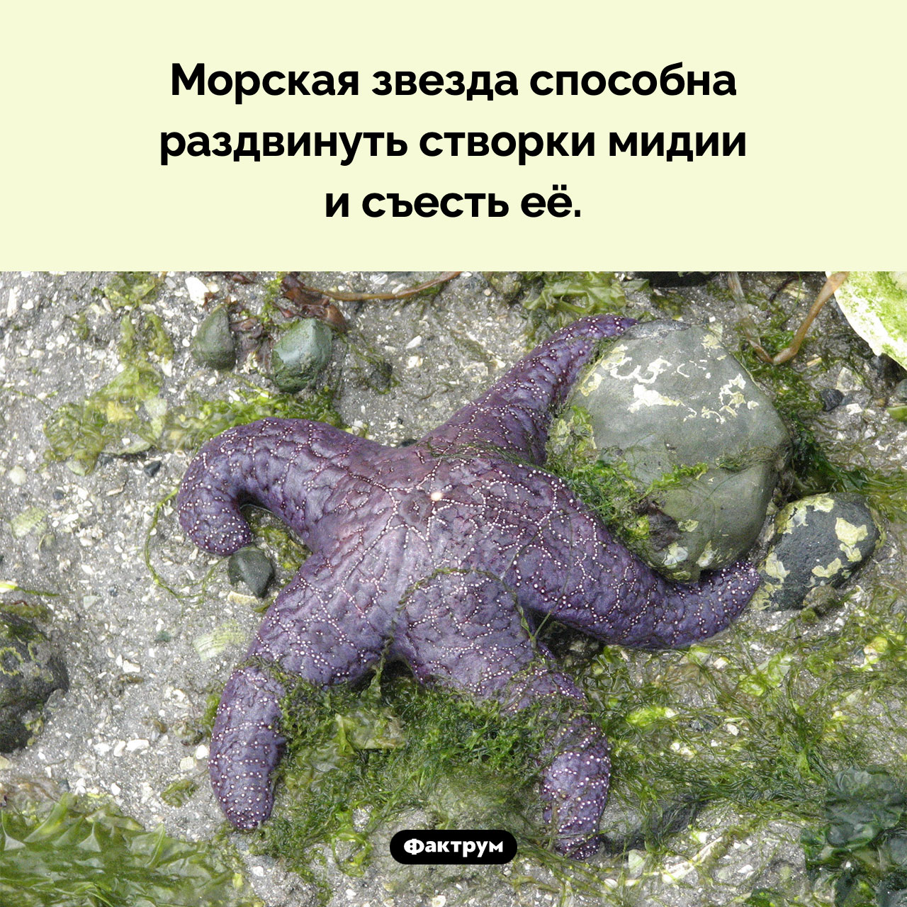 Морская звезда ест мидий - свежие новости на Toplenta по теме Факт
