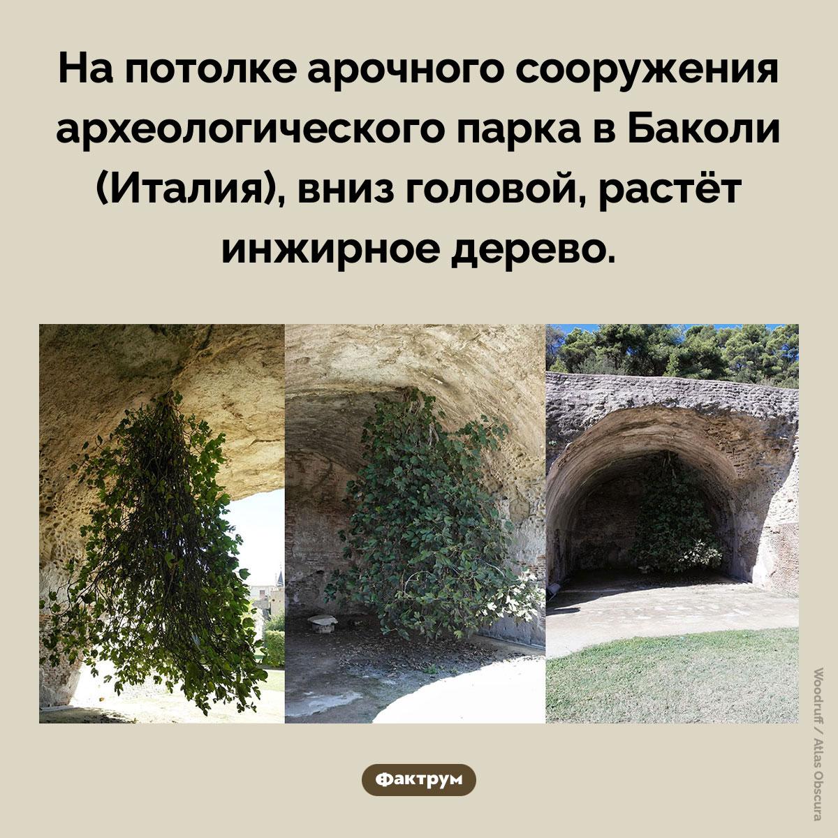 Перевернутое дерево - свежие новости на Toplenta по теме Факт